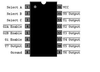 Demultiplexor y decodificador 74LS138